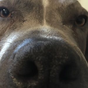 Meet your Posher, Collin